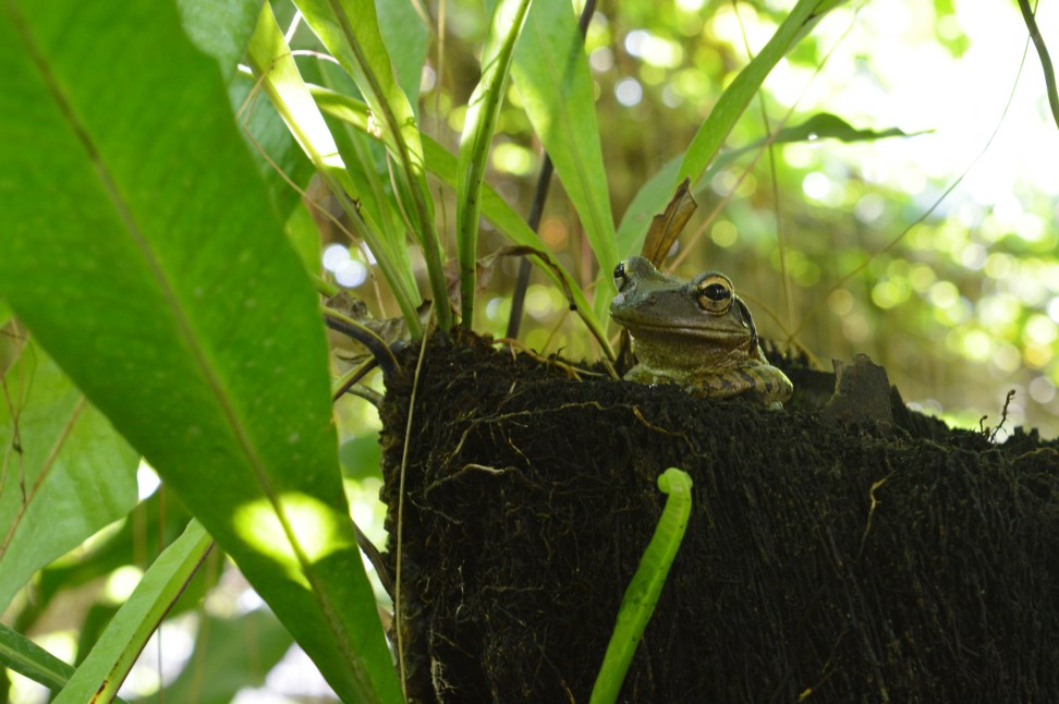 Frog in Jardin de los Helechos, Santiago de Cuba, Cuba.jpg