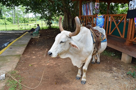 Cow at Hotel Los Jazmines, Vinales, Cuba