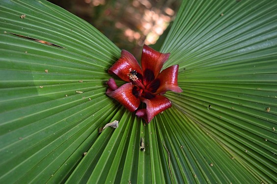 Jardin Botanico de Caridad, Vinales, Cuba