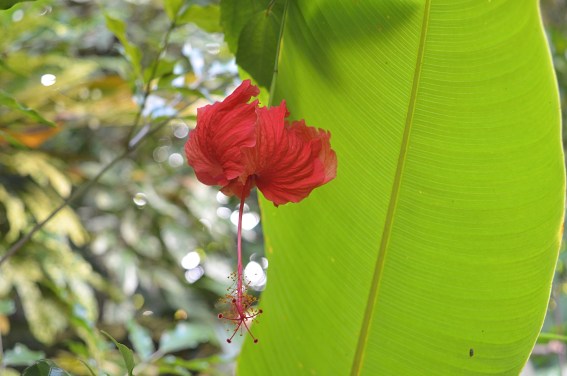 Jardin Botanico de Caridad, Vinales, Cuba