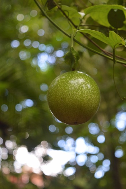 Jardin Botanico de Caridad, Vinales, Cuba