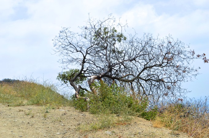 Runyon Canyon Park, Los Angeles, USA